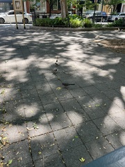 Dumetella carolinensis