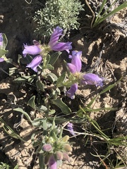 Penstemon eriantherus cleburnei