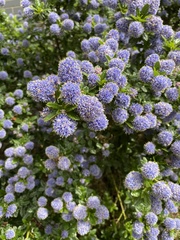 Ceanothus thyrsiflorus