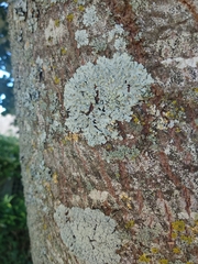 Physcia tribacioides