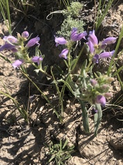 Penstemon eriantherus cleburnei