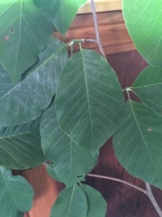 Magnolia acuminata