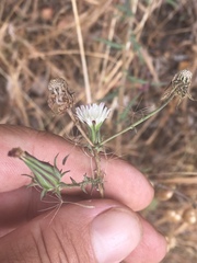 Rafinesquia californica