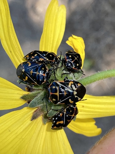 iNaturalist observation photo of Harlequin Bug