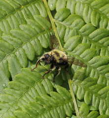Laphria sacrator