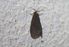Canephora hirsuta