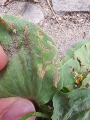 Phytomyza plantaginis