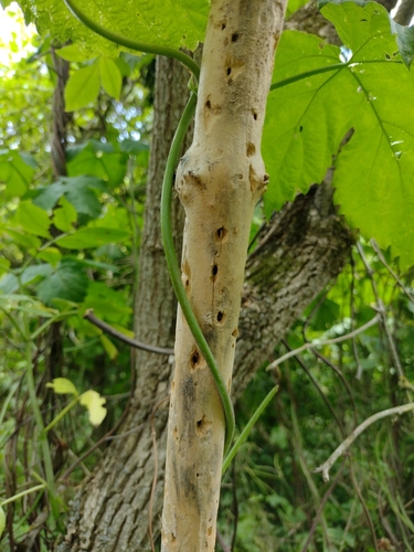 črvotočovité (Ptinidae)