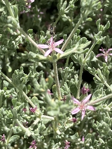 iNaturalist observation photo of Alkali Heath