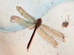 Coryphaeschna diapyra