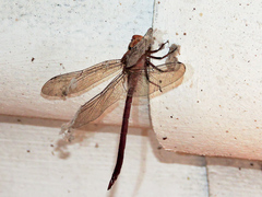 Coryphaeschna diapyra