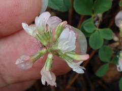 Trifolium breweri