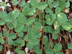 Trifolium breweri