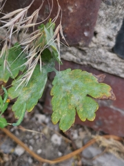 Erysiphe macleayae