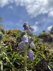Campanula alpina
