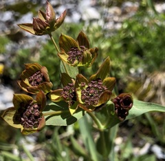 Bupleurum ranunculoides