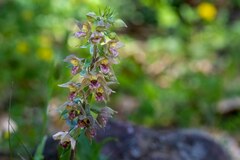 Epipactis helleborine tremolsii