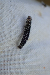 Zelotherses paleana