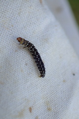 Zelotherses paleana