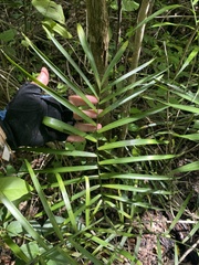 Chamaedorea seifrizii