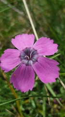 Dianthus pavonius