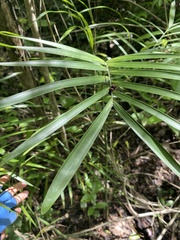 Chamaedorea seifrizii