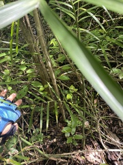 Chamaedorea seifrizii