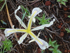 Iris tenuissima