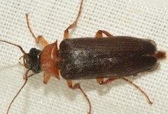 Cebrio