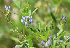 Trigonella procumbens
