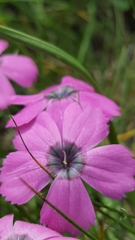 Dianthus pavonius