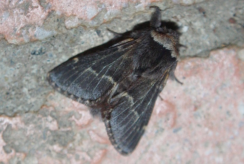 Poecilocampa populi populi