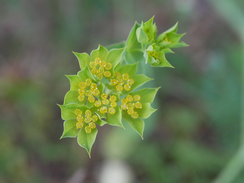 Bupleurum rotundifolium iNat (2)