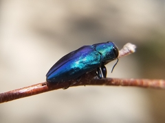 Buprestinae