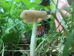 Limacella