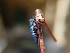 Buprestinae
