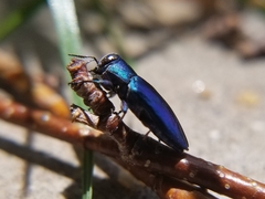 Buprestinae