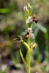 Ophrys scolopax
