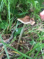 Limacella