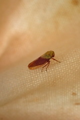 Oncopsis flavicollis