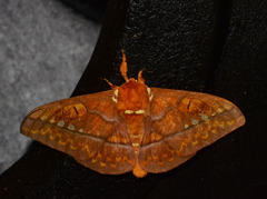 Procitheronia principalis