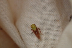 Oncopsis flavicollis