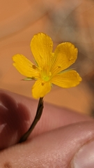 Linum aristatum