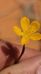Linum aristatum