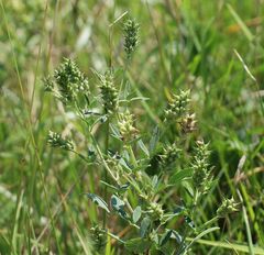 Trigonella procumbens