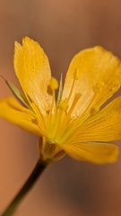 Linum aristatum