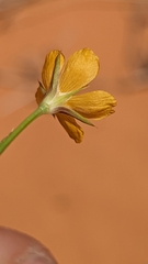 Linum aristatum
