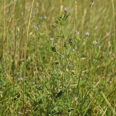 Trigonella procumbens