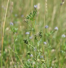 Trigonella procumbens