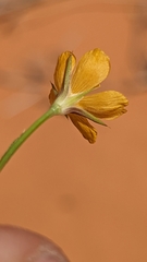 Linum aristatum